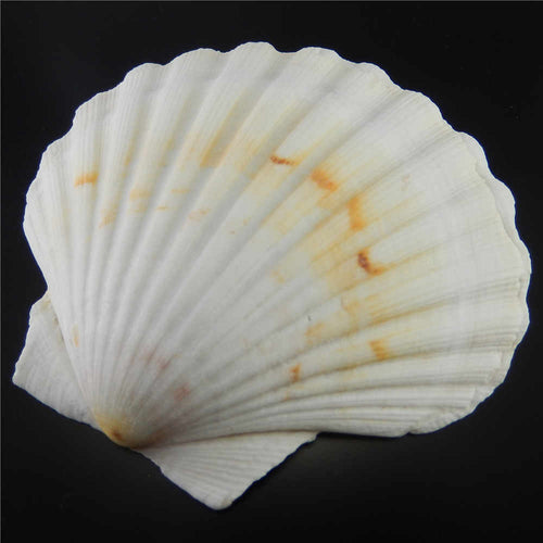 Shell